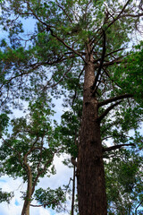 Top of pine tree in the forest.