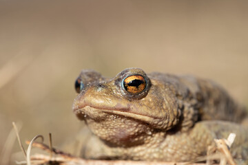 Closeup of a male toad, Bufo bufo, during toad migration.