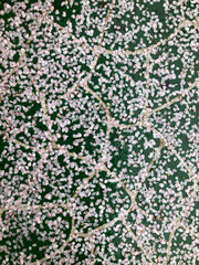 봄 비내리는 벚꽃 길