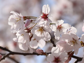 桜の花クローズアップ