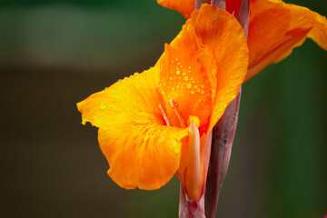 Panorama of blossoming Frangipani flower with color filter