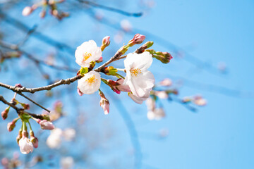 桜の花のアップ