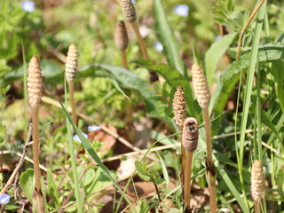 春の訪れを感じる土筆