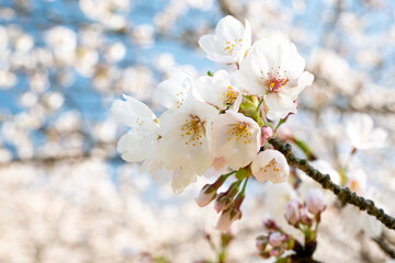 桜の花のアップ