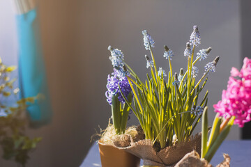 Bright blue spring flowers in a pot. Blooming muscari.