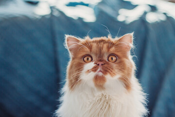 A fluffy ginger cat sits on the background of a knitted plaid. Playful cat copy space.