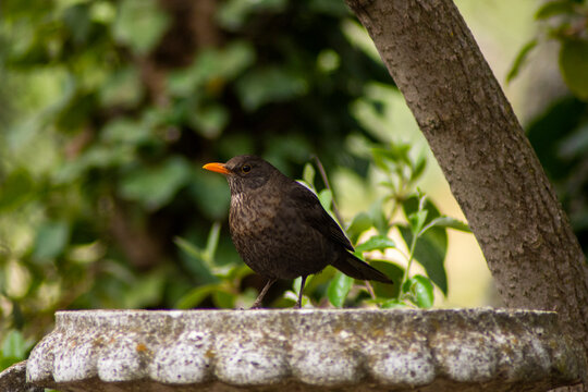 Mirlo en los jardines del principe en Aranjuez