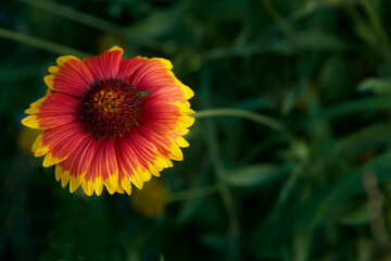 Summer Broom Flowers