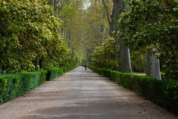 Obraz premium Paseo de los jardines del principe de Aranjuez