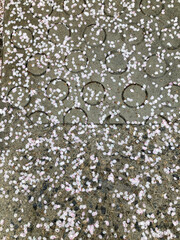 봄 비내리는 벚꽃 길