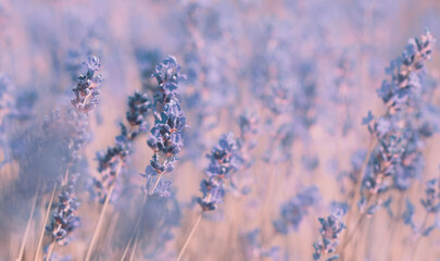 Blurred lavender flower, blossoming violet field, Provence scene, mediterranean landscape, faded