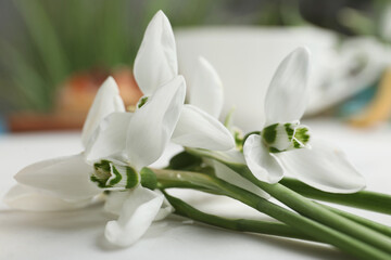 Beautiful spring snowdrops on light table, closeup