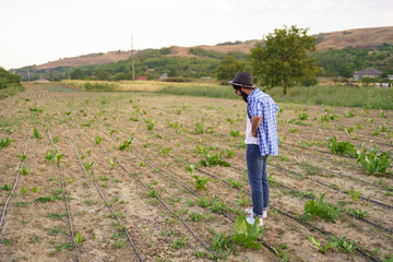 Young farmer using drip irrigation system in vegetable garden,organic farm