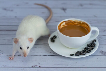 A cute and funny little white decorative rat sits next to a coffee cup. Morning breakfast