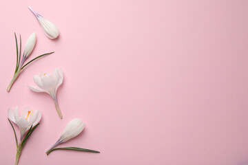 Fototapeta na wymiar Beautiful white crocus flowers on pink background, flat lay. Space for text