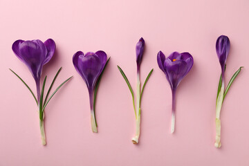 Beautiful purple crocus flowers on pink background, flat lay