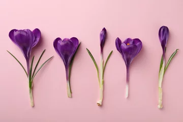 Fotobehang Krokus Beautiful purple crocus flowers on pink background, flat lay  © New Africa