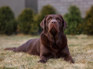 chocolate labrador retriever in the park