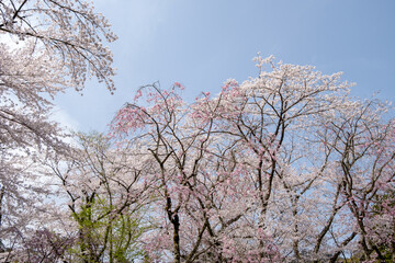 風景素材　園城寺（三井寺）の美しい桜の花