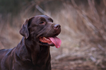 chocolate labrador retriever in the woods