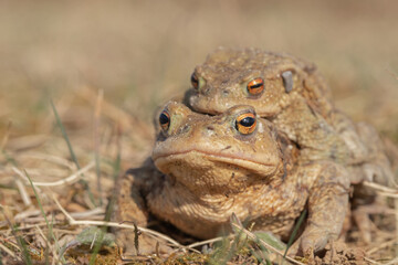 Closup of a pair of toads, Bufo bufo, migrating during mating season to their pond.