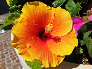 Close-up of a yellow hibiscus flower.