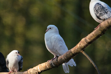 Beautiful white doves on a green blurred background.Soft focus, selected focus.