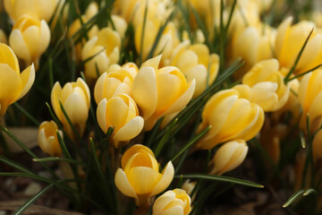 Obraz premium Beautiful yellow crocus flowers growing in garden, closeup