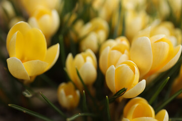 Obraz premium Beautiful yellow crocus flowers growing in garden, closeup