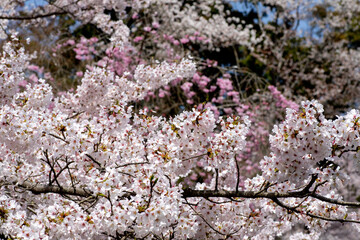 風景素材　園城寺（三井寺）の美しい桜の花