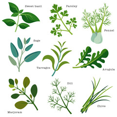 Natural herbs used for cooking. Sweet basil, parsley, fennel, sage, tarragon, arugula, marjoram, dill, chive. Vector illustration in flat cartoon style on white background.
