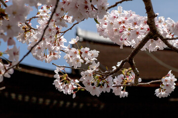 風景素材　園城寺（三井寺）の美しい桜の花