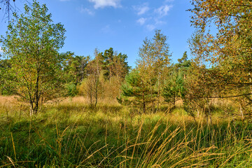 Naturschutzgebiet Ribnitzer Großes Moor im Stadtforst Ribnitz-Damgarten, Landkreis Vorpommern-Rügen und Landkreis Rostock, Mecklenburg Vorpommern,  Deutschland