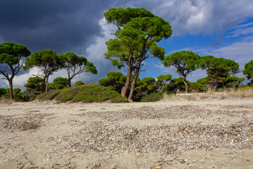 Forest by the beach