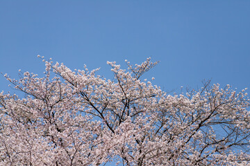 風景素材　園城寺（三井寺）の美しい桜の花