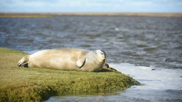 sea hare (lakhtak) resting on the rookery large