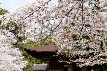 風景素材　園城寺（三井寺）の美しい桜の花