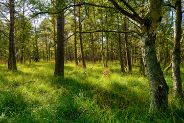 Naturschutzgebiet Ribnitzer Großes Moor im Stadtforst Ribnitz-Damgarten, Landkreis Vorpommern-Rügen und Landkreis Rostock, Mecklenburg Vorpommern,  Deutschland
