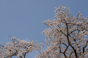 風景素材　園城寺（三井寺）の美しい桜の花