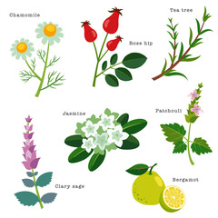 Natural herbs and flowers used for aromatherapy. Chamomile, rose hip, tea tree, jasmine, patchouli, clary sage, bergamot. Vector illustration in flat cartoon style on white background.