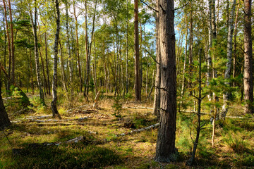 Fototapeta premium Naturschutzgebiet Ribnitzer Großes Moor im Stadtforst Ribnitz-Damgarten, Landkreis Vorpommern-Rügen und Landkreis Rostock, Mecklenburg Vorpommern, Deutschland