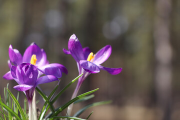 Fresh purple crocus flowers growing on blurred background