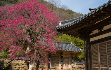 구례 화엄사 기와지붕 사이로 보는 홍매화