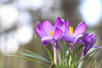 Fresh purple crocus flowers growing on blurred background