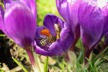Wasps on beautiful purple crocus flowers in garden, closeup