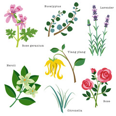 Natural herbs and flowers used for aromatherapy. Rose geranium, eucalyptus, lavender, ylang ylang, neroli, citronella, rose. Vector illustration in flat cartoon style on white background.