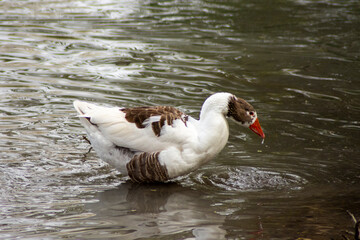 Pato marrón y blanco en los jardines del principe de Aranjuez