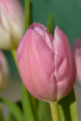Tulipe