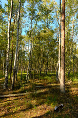 Naturschutzgebiet Ribnitzer Großes Moor im Stadtforst Ribnitz-Damgarten, Landkreis Vorpommern-Rügen und Landkreis Rostock, Mecklenburg Vorpommern,  Deutschland