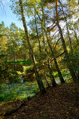 Naturschutzgebiet Ribnitzer Großes Moor im Stadtforst Ribnitz-Damgarten, Landkreis Vorpommern-Rügen und Landkreis Rostock, Mecklenburg Vorpommern,  Deutschland